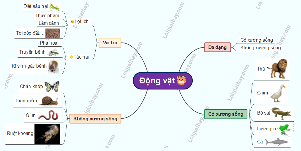 so-do-tu-duy-dong-vat-khtn-6.PNG