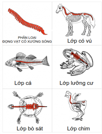 dong-vat-co-xuong-song-la-gi-2.png