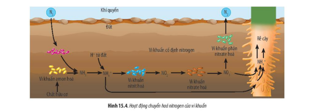 15-vi-khuan-nitrogen.PNG