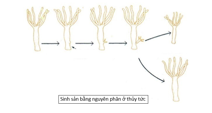 16-thuy-tuc.PNG