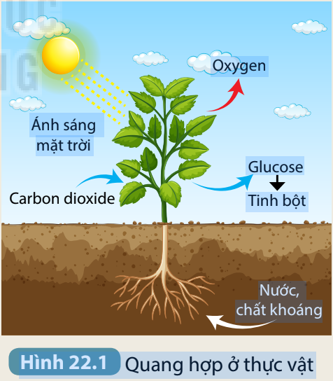 bai-22-quang-hop-o-thuc-vat-trang-101-102-103-khoa-hoc-tu-nhien-7-ket-noi-tri-thuc-1679997027_1.jpg