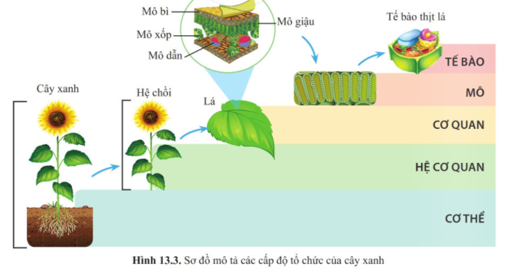 tra-loi-cau-hoi-muc-ii-trang-79-sgk-khtn-6-canh-dieu-ch3-1679995156.jpg