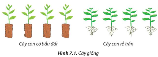 giai-cong-nghe-lop-7-bai-7-trang-42-43-44-45-46-47-sgk-chan-troi-sang-tao-1680072132.jpg