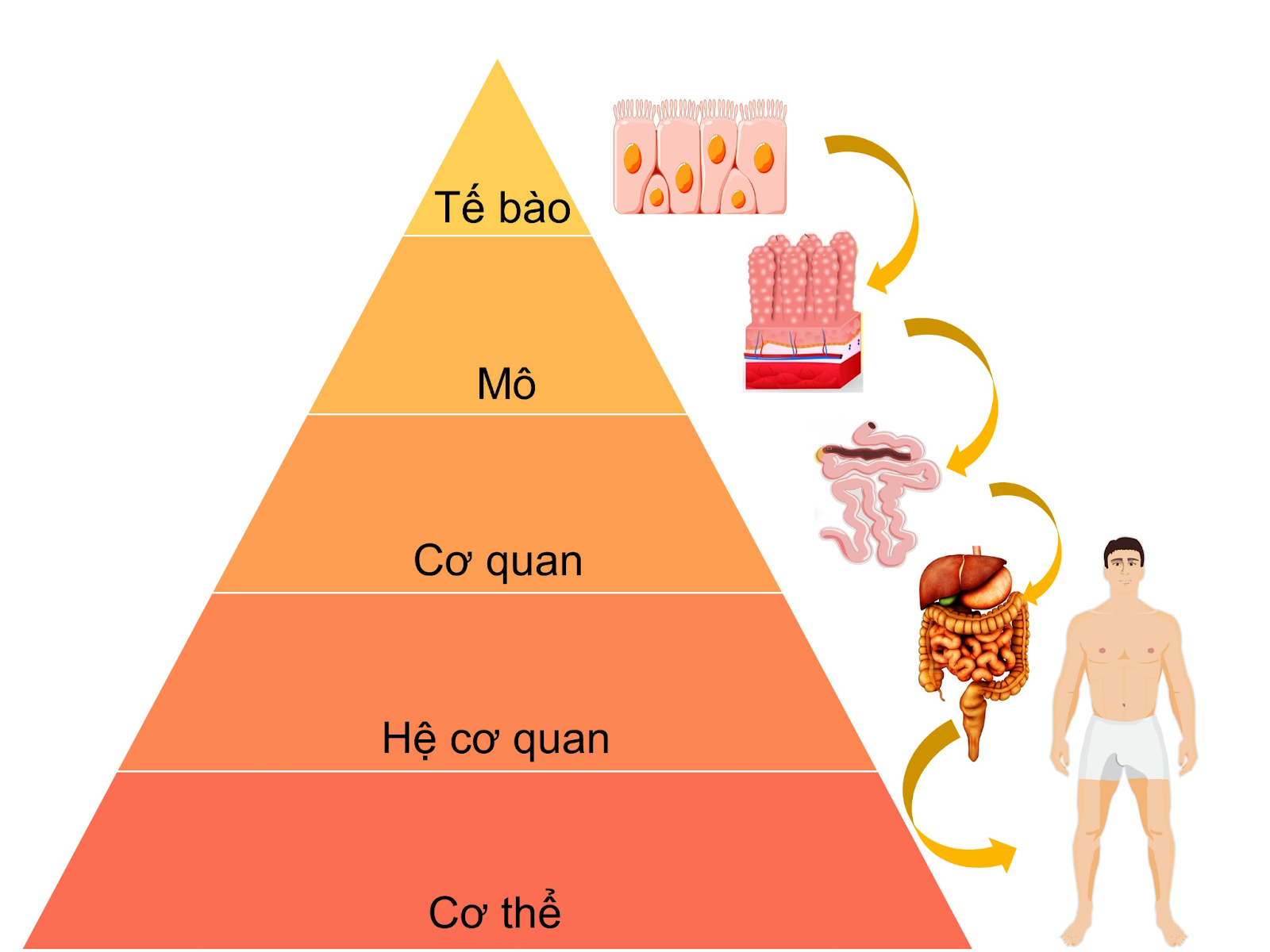 iai-sinh-10-bai-1-trang-19-20-21-canh-dieu-1680054503_1.jpg