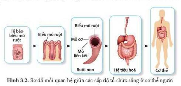 iai-sinh-10-bai-1-trang-19-20-21-canh-dieu-1680054503_3.jpg