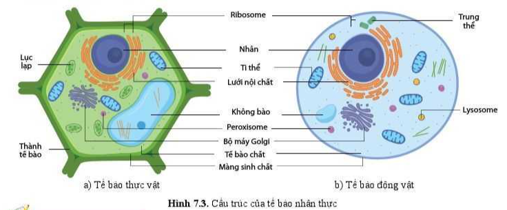 iai-sinh-10-bai-7-trang-39-40-41-canh-dieu-1680054596_4.jpg