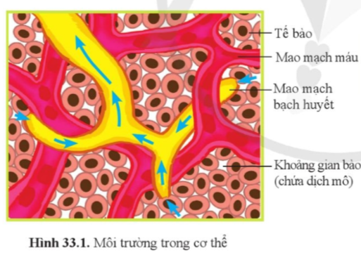 giai-khoa-hoc-tu-nhien-8-bai-33-trang-157-158-159-160-161-canh-dieu-1680860645.jpg