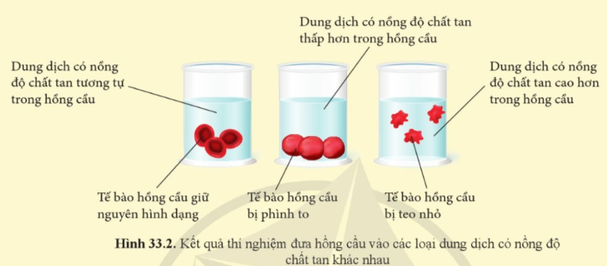 iai-khoa-hoc-tu-nhien-8-bai-33-trang-157-158-159-160-161-canh-dieu-1680860645_2.jpg