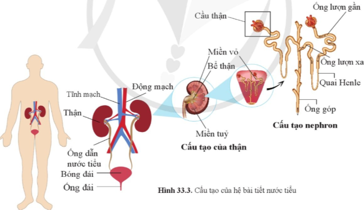 iai-khoa-hoc-tu-nhien-8-bai-33-trang-157-158-159-160-161-canh-dieu-1680860645_5.jpg