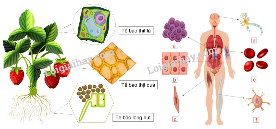 te-bao-don-vi-co-so-cua-su-song-khtn-6-canh-dieu_1_1640052300.jpg