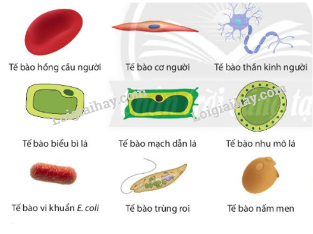 te-bao-don-vi-co-so-cua-su-song-khtn-6-canh-dieu_2_1640052300.jpg