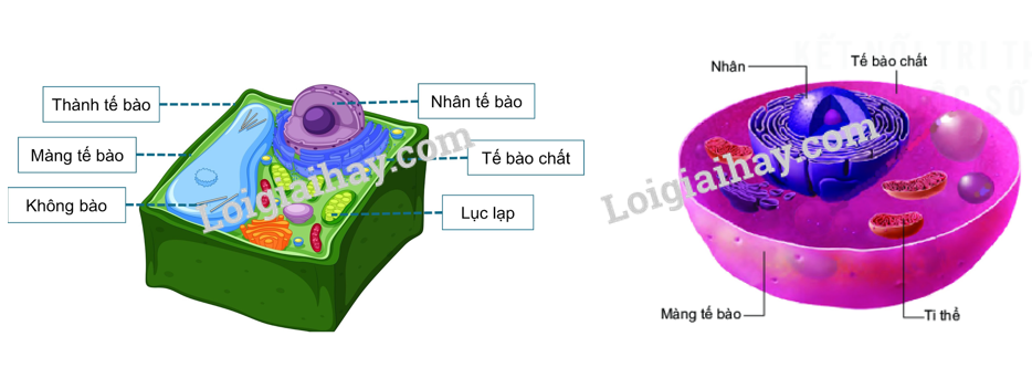 te-bao-don-vi-co-so-cua-su-song-khtn-6-canh-dieu_3_1640052300.jpg