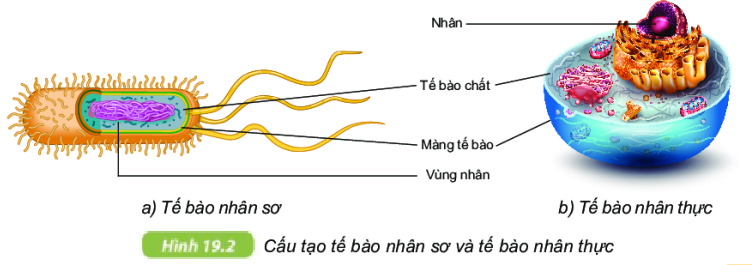 te-bao-don-vi-co-so-cua-su-song-khtn-6-canh-dieu_5_1640052300.jpg